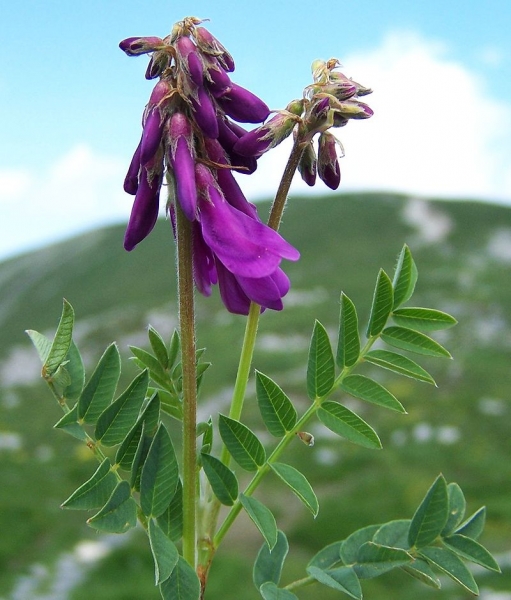 Pflanzenbild gross Alpen-Süssklee - Hedysarum hedysaroides