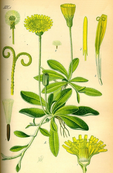 Pflanzenbild gross Langhaariges Habichtskraut - Hieracium pilosella