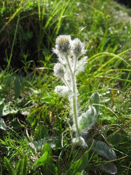 Pflanzenbild gross Zottiges Habichtskraut - Hieracium villosum
