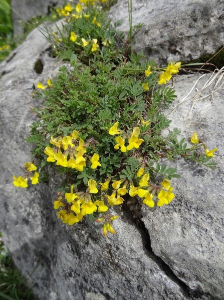 Pflanzenbild gross Schopfiger Hufeisenklee - Hippocrepis comosa
