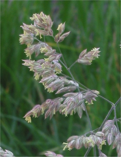 Pflanzenbild gross Wolliges Honiggras - Holcus lanatus