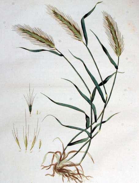 Pflanzenbild gross Mäuse-Gerste - Hordeum murinum