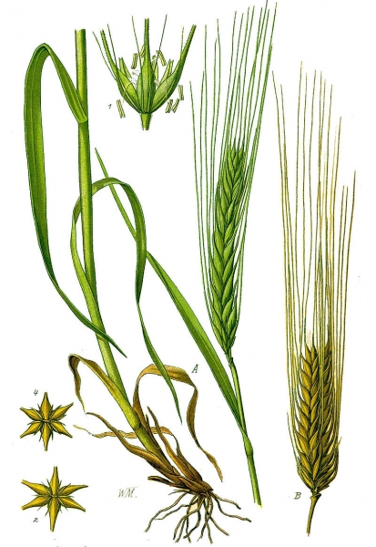 Pflanzenbild gross Saat-Gerste - Hordeum vulgare