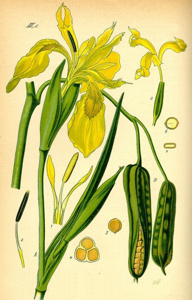 Pflanzenbild gross Gelbe Schwertlilie - Iris pseudacorus