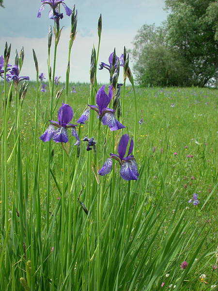 Pflanzenbild gross Sibirische Schwertlilie - Iris sibirica