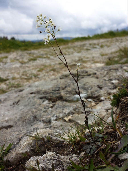 Pflanzenbild gross Felsen-Kugelschötchen - Kernera saxatilis