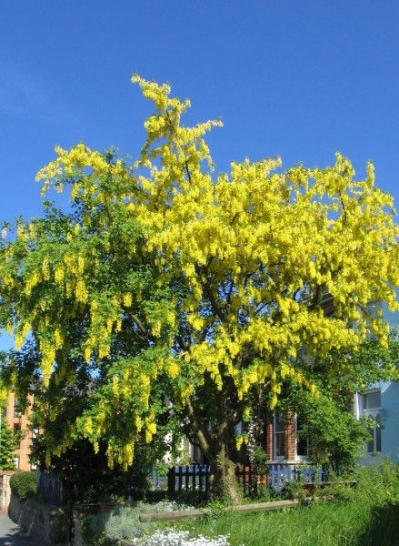 Pflanzenbild gross Gemeiner Goldregen - Laburnum anagyroides
