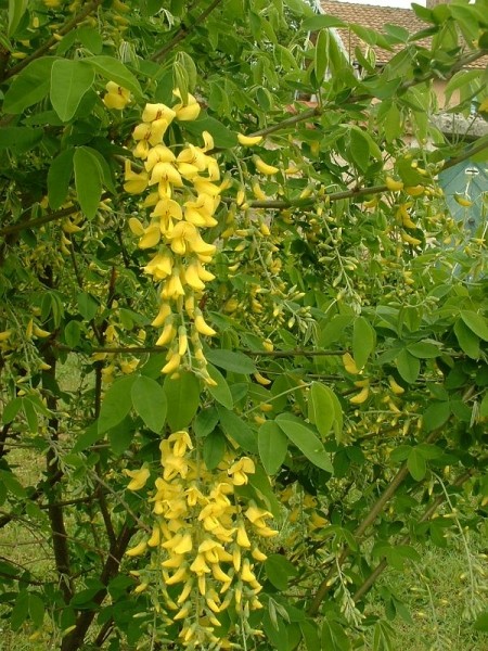 Pflanzenbild gross Gemeiner Goldregen - Laburnum anagyroides