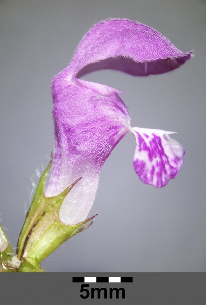 Pflanzenbild gross Gefleckte Taubnessel - Lamium maculatum