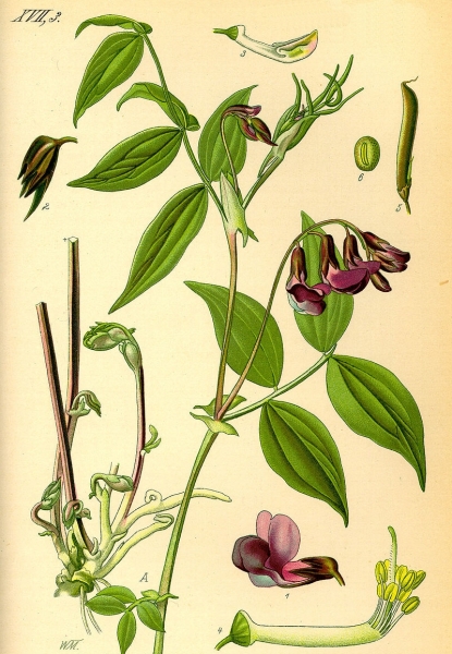 Pflanzenbild gross Frühlings-Platterbse - Lathyrus vernus
