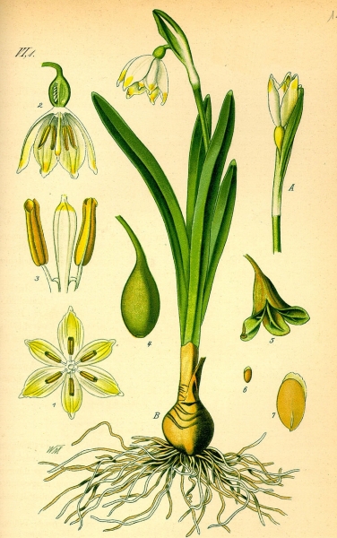 Pflanzenbild gross Märzenglöckchen - Leucojum vernum