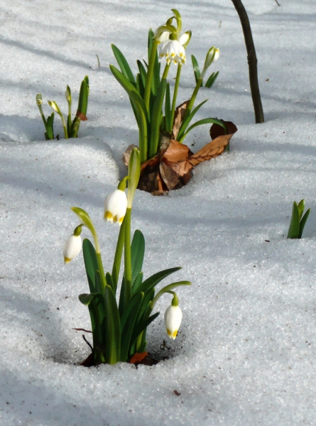 Pflanzenbild gross Märzenglöckchen - Leucojum vernum