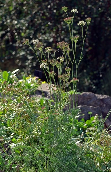 Pflanzenbild gross Alpen-Liebstock - Ligusticum mutellina