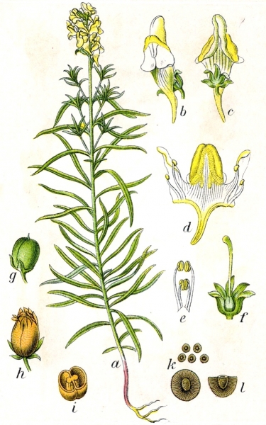Pflanzenbild gross Gemeines Leinkraut - Linaria vulgaris