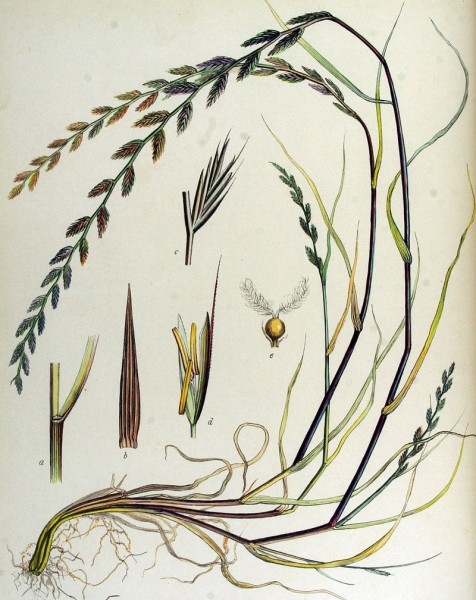 Pflanzenbild gross Italienisches Raygras - Lolium multiflorum