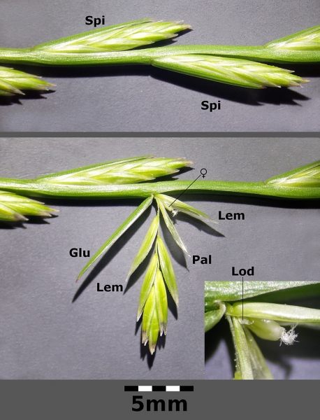 Pflanzenbild gross Englisches Raygras - Lolium perenne