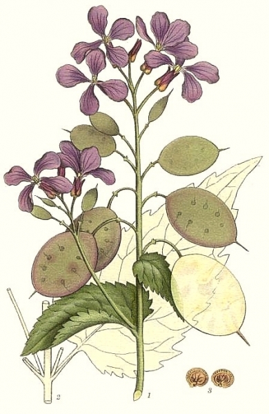 Pflanzenbild gross Garten-Mondviole - Lunaria annua