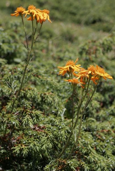 Pflanzenbild gross Eberreisblättriges Greiskraut - Senecio abrotanifolius