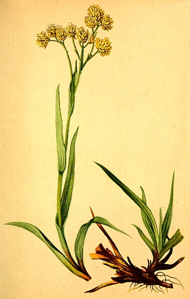 Pflanzenbild gross Gelbe Hainsimse - Luzula lutea