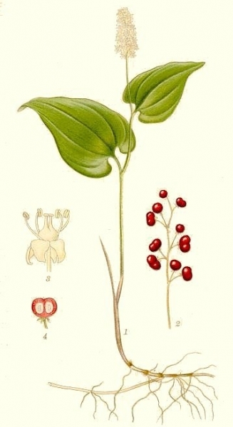 Pflanzenbild gross Zweiblättrige Schattenblume - Maianthemum bifolium