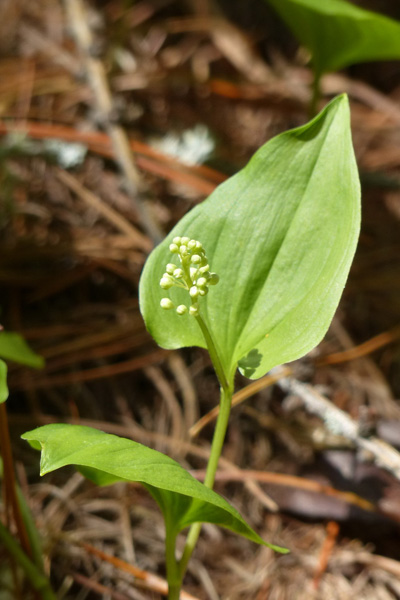 Pflanzenbild gross Zweiblättrige Schattenblume - Maianthemum bifolium