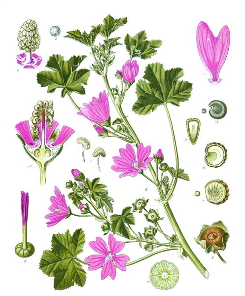 Pflanzenbild gross Wilde Malve - Malva sylvestris