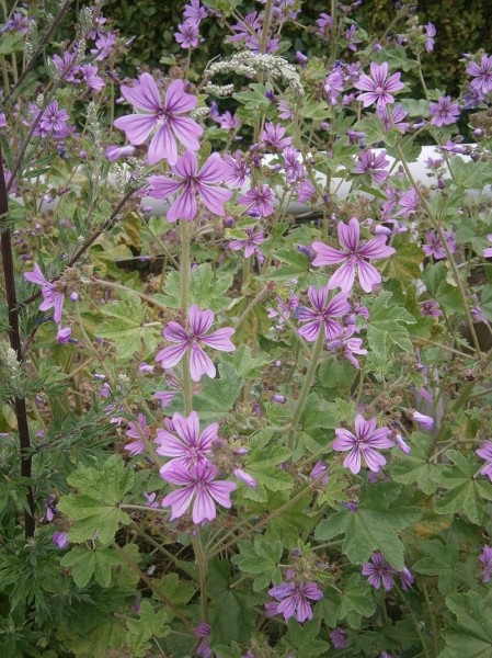 Pflanzenbild gross Wilde Malve - Malva sylvestris