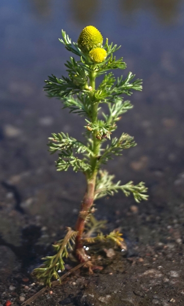 Pflanzenbild gross Strahlenlose Kamille - Matricaria discoidea