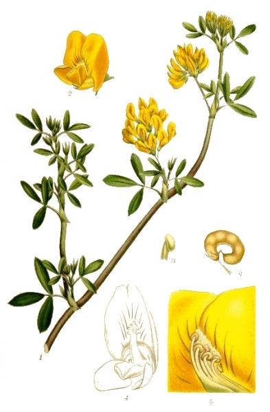 Pflanzenbild gross Gelbe Luzerne - Medicago falcata