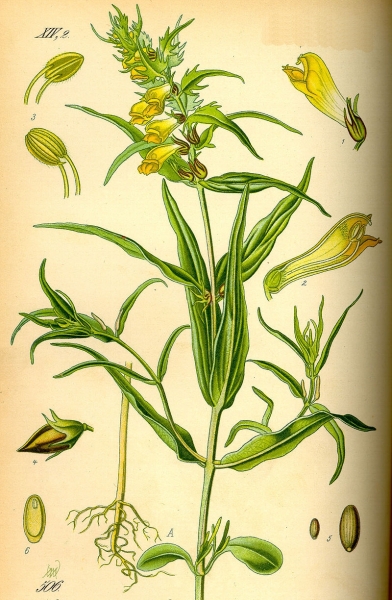 Pflanzenbild gross Wiesen-Wachtelweizen - Melampyrum pratense