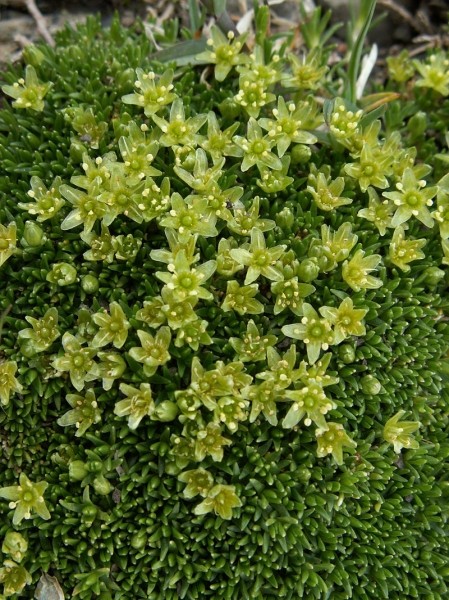 Pflanzenbild gross Zwerg-Miere - Minuartia sedoides