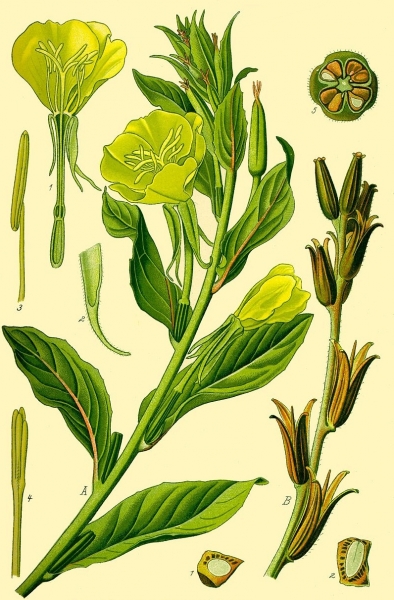 Pflanzenbild gross Zweijährige Nachtkerze - Oenothera biennis aggr.