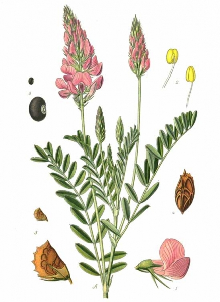 Pflanzenbild gross Saat-Esparsette - Onobrychis viciifolia