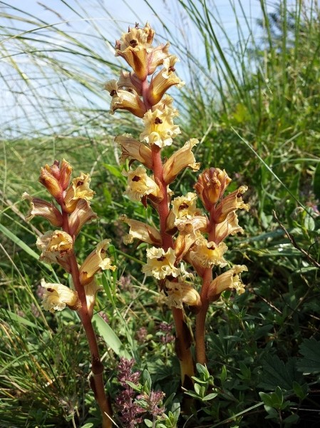 Pflanzenbild gross Thymian-Würger - Orobanche alba