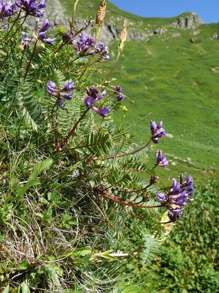 Pflanzenbild gross Berg-Spitzkiel - Oxytropis jacquinii