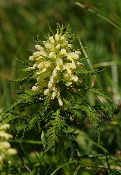 Pflanzenbild gross Blattreiches Läusekraut - Pedicularis foliosa