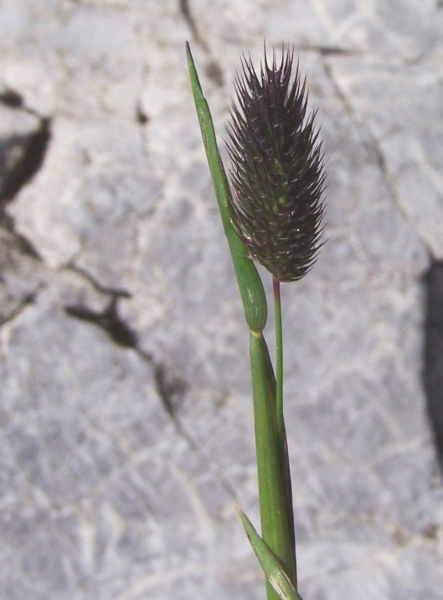 Pflanzenbild gross Alpen-Lieschgras - Phleum alpinum aggr.