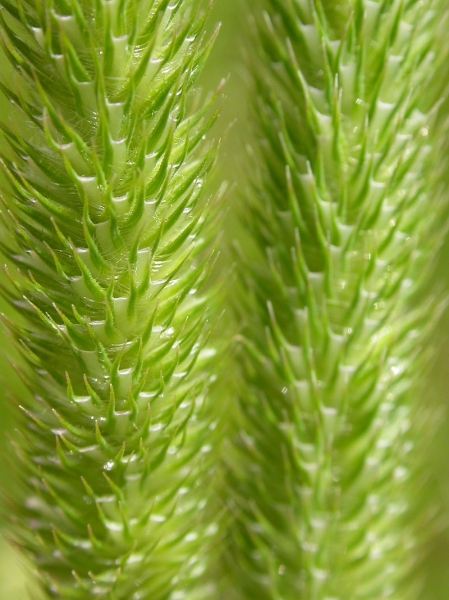 Pflanzenbild gross Wiesen-Lieschgras - Phleum pratense aggr.