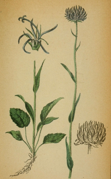 Pflanzenbild gross Rundköpfige Rapunzel - Phyteuma orbiculare