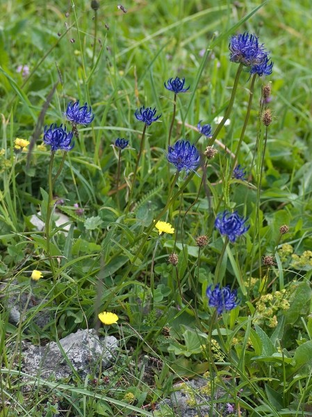 Pflanzenbild gross Rundköpfige Rapunzel - Phyteuma orbiculare