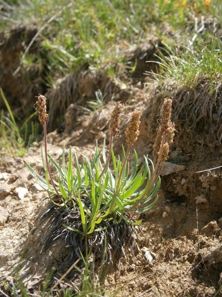 Pflanzenbild gross Alpen-Wegerich - Plantago alpina