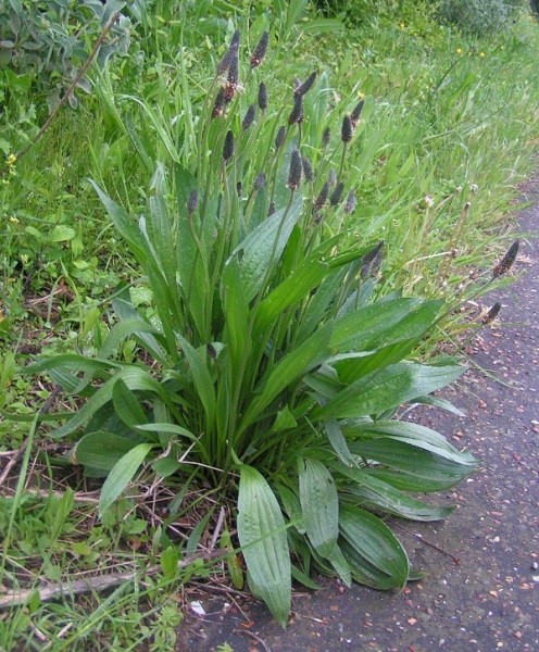 Pflanzenbild gross Spitz-Wegerich - Plantago lanceolata