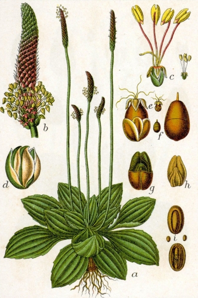 Pflanzenbild gross Mittlerer Wegerich - Plantago media