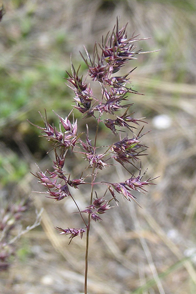 Pflanzenbild gross Knolliges Rispengras - Poa bulbosa