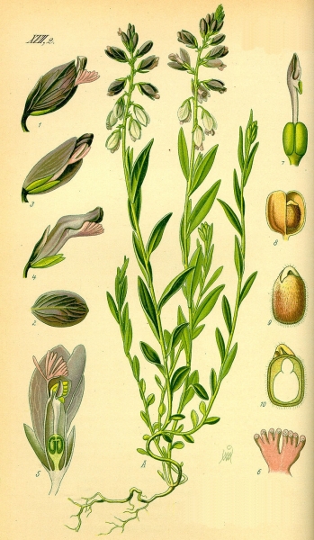 Pflanzenbild gross Wiesen-Kreuzblume - Polygala vulgaris