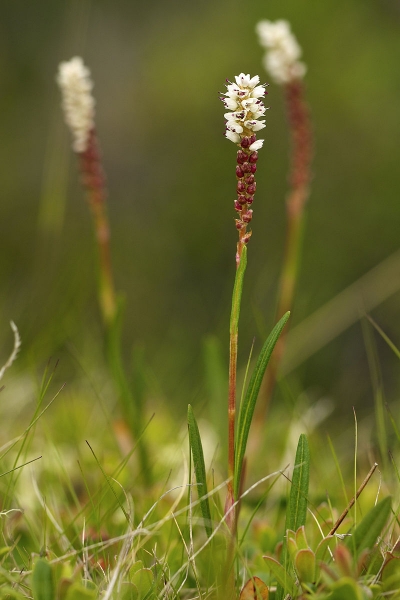 Pflanzenbild gross Knöllchen-Knöterich - Polygonum viviparum
