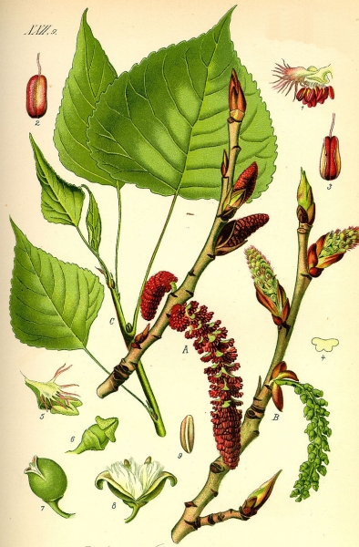 Pflanzenbild gross Schwarz-Pappel - Populus nigra