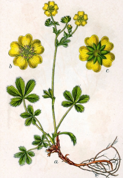 Pflanzenbild gross Gold-Fingerkraut - Potentilla aurea