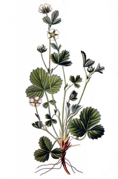 Pflanzenbild gross Erdbeer-Fingerkraut - Potentilla sterilis