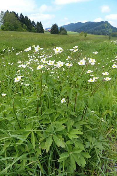 Pflanzenbild gross Eisenhutblättriger Hahnenfuss - Ranunculus aconitifolius